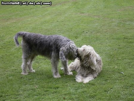 Otterhund Ein Küßchen in Ehren ...