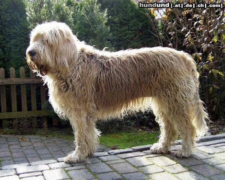 Otterhund Hope im Herbst