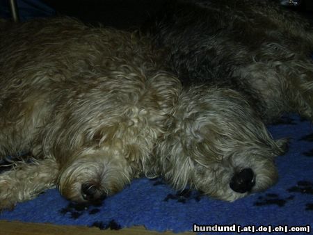 Otterhund Zwei müde Veteranen.