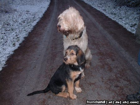 Otterhund Lucy & Nutshell