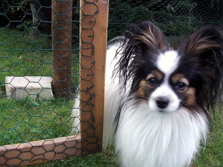 Papillon Unser Gerry (vom Dreiflügelweg)