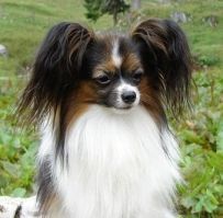 Papillon Ch. Quando Harlekin von Tiamo