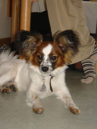 Papillon Mein Champy als er noch jung und unschuldig war.