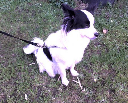 Papillon unsere Nicki