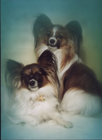 Papillon Gizmo + Peggy