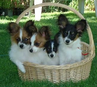 Papillon Van Gogh, Valentino, Viola und Vicky beim Picknick