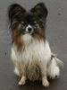 Papillon Hund