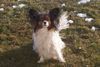 Papillon Hund