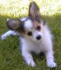 Papillon Hund