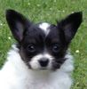 Papillon Hund