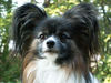 Papillon Hund