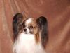 Papillon Hund