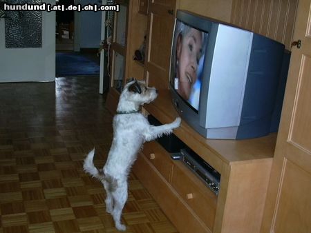 Parson-Russell-Terrier Spannend, was da im Fernsehen läuft!