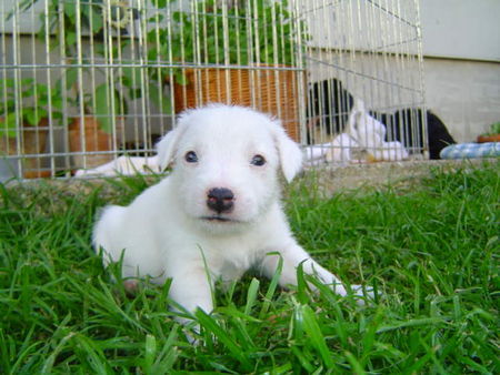 Parson-Russell-Terrier Obelix - Claremorris White Spirit