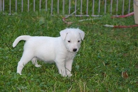 Parson-Russell-Terrier Obelix - Claremorris White Spirit