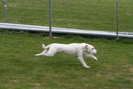 Parson-Russell-Terrier Idefix - Dynamit von der Deutschbauerhube