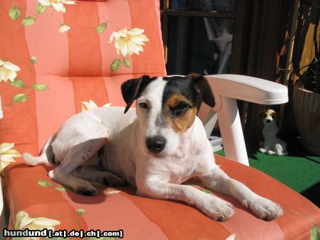 Parson-Russell-Terrier Das ist Cimba