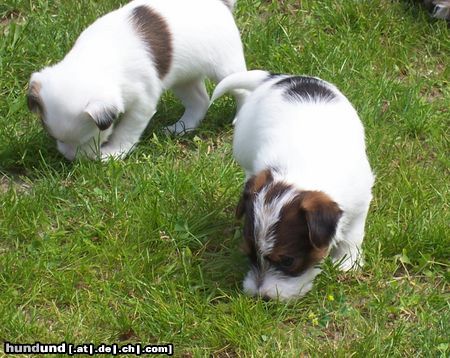 Parson-Russell-Terrier Parson Russel Welpe