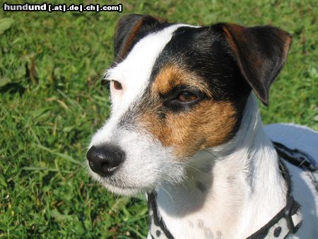 Parson-Russell-Terrier Das ist Cimba