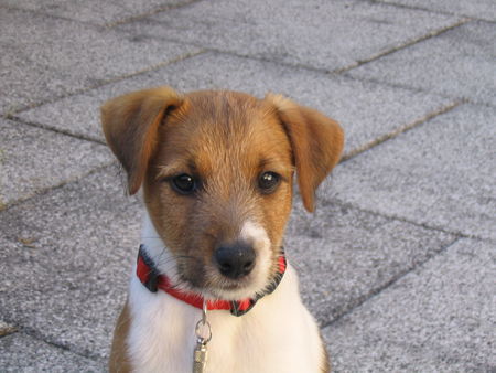 Parson-Russell-Terrier Monty unser kleiner Frechdachs !!!