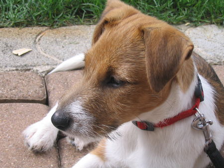 Parson-Russell-Terrier Monty