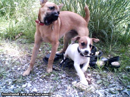 Parson-Russell-Terrier Große Lilli  -  kleine Luna