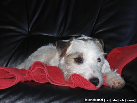 Parson-Russell-Terrier Milo beim Relaxen