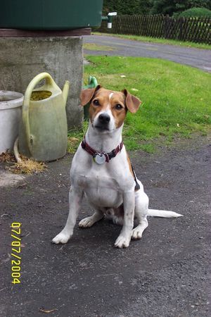 Parson-Russell-Terrier Nochmal Spike, 