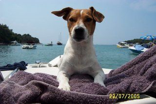 Parson-Russell-Terrier Unser Spike im Urlaub