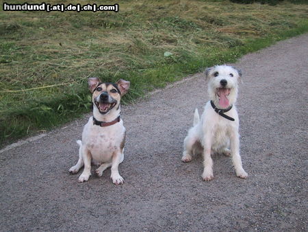 Parson-Russell-Terrier Hier bin ich (Milo) mit meinem Kumpel Kurt, einem Jack Russell.