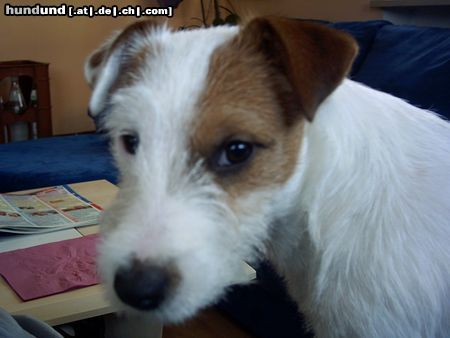 Parson-Russell-Terrier was guckst du ???