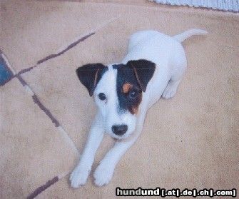 Parson-Russell-Terrier Das ist Cimba