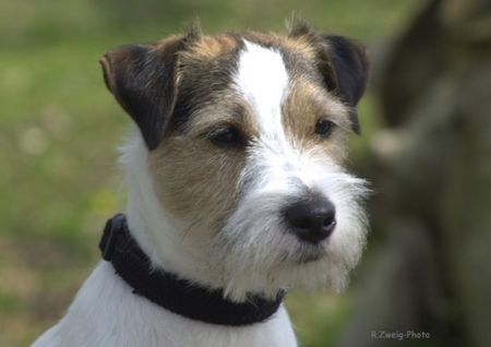 Parson-Russell-Terrier Clarmorris Quirin