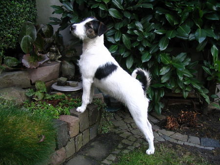 Parson-Russell-Terrier Cleo