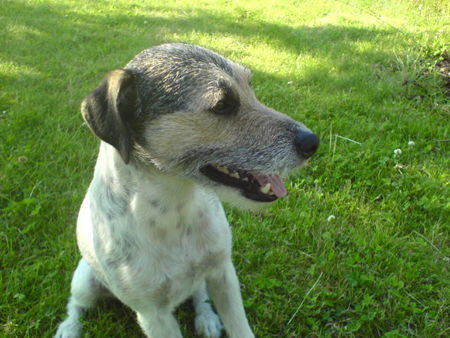 Parson-Russell-Terrier Unser Toby