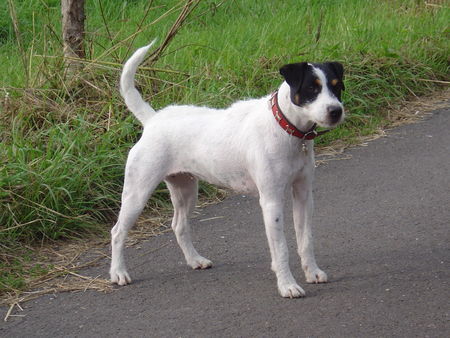 Parson-Russell-Terrier cleo