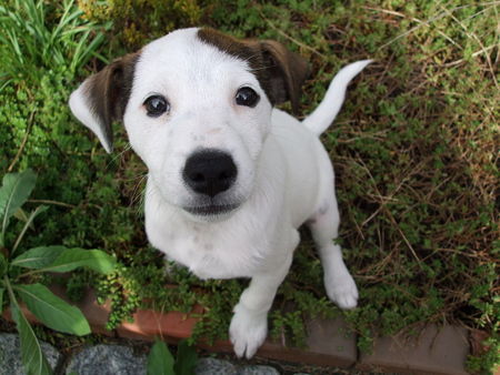 Parson-Russell-Terrier Finn unser kleine Strolch!!!