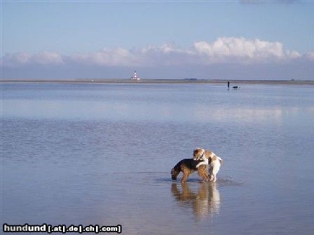 Parson-Russell-Terrier Earl mit seinem Kurschatten Ronja in St. Peter Ording