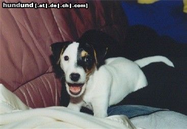 Parson-Russell-Terrier Das ist Cimba