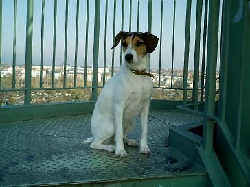 Parson-Russell-Terrier Dolly aufn Turm