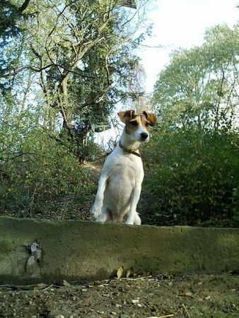 Parson-Russell-Terrier Dolly im Wald . . .