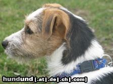 Parson-Russell-Terrier Luiszer´s Ornella