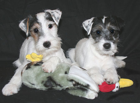 Parson-Russell-Terrier Unsere Bärtigen