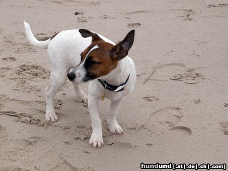 Parson-Russell-Terrier Lizzie am Strand in Dänemark