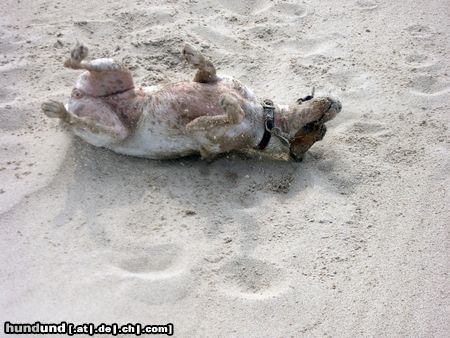 Parson-Russell-Terrier Lizzie nach dem Bad in der Nordsee...