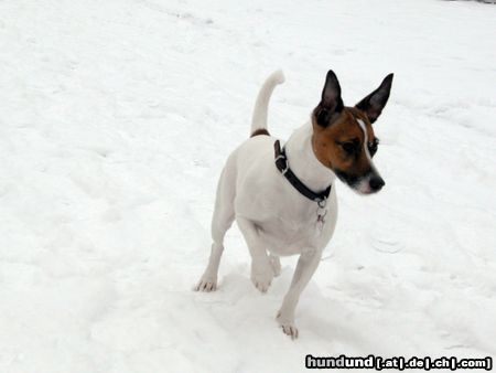 Parson-Russell-Terrier Lizzie - Schnee ist klasse...