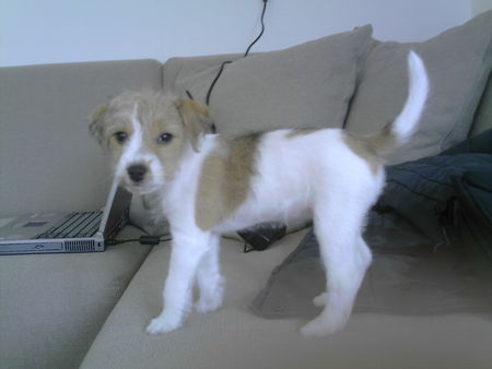 Parson-Russell-Terrier Luna geb. 14.03.2005