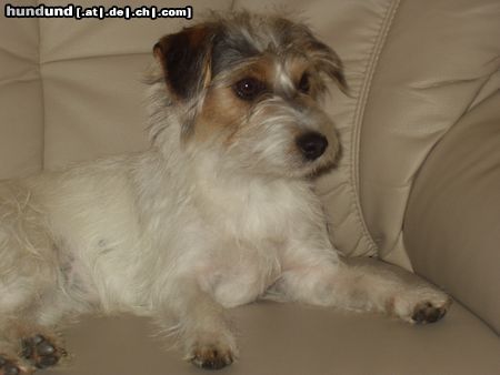 Parson-Russell-Terrier ALLY