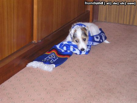 Parson-Russell-Terrier Ich bin Fußballfan