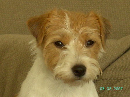 Parson-Russell-Terrier Luna